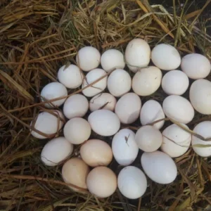 Buy Gamefowl Hatching Eggs
