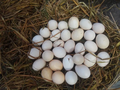 Rat Graves Leiper gamefowl