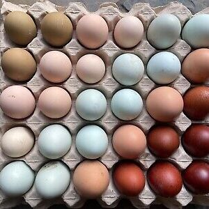 Red Hatching Eggs For Sale