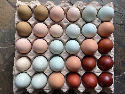 Red Hatching Eggs For Sale