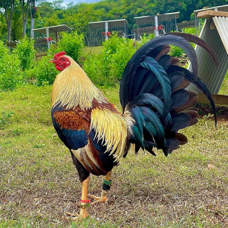 oakridge gamefowl auction