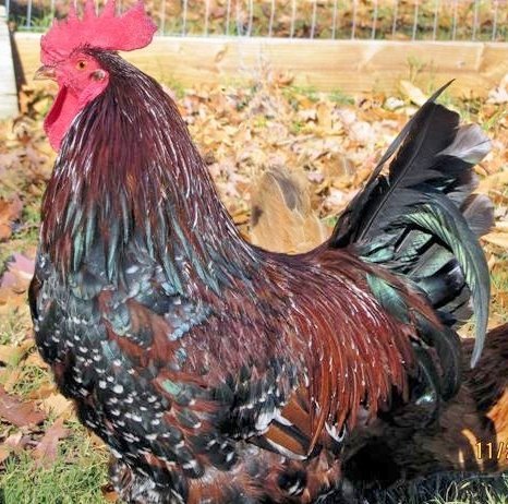 Speckled Sussex Chicken For Sale