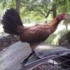 Blueface Hatch Game Fowl