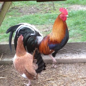 Murphy Whitehackle Gamefowl