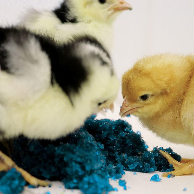 Peck-N-Grow-Chicks-Web-1000-x-1000__37467.jpg