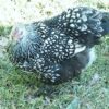 Silver Laced Cochin