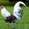 Spanish Gamefowl