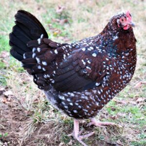 Speckled Sussex Chicken