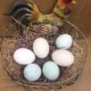 Assorted Bantam Hatching Eggs