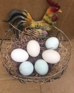 Assorted Bantam Hatching Eggs