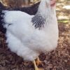 Columbian Wyandotte Chicken