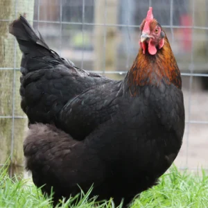 black copper marans chicken