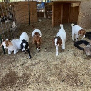 11 Full Blood Boer - Feeder Goats