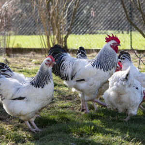 White Sussex Chicken