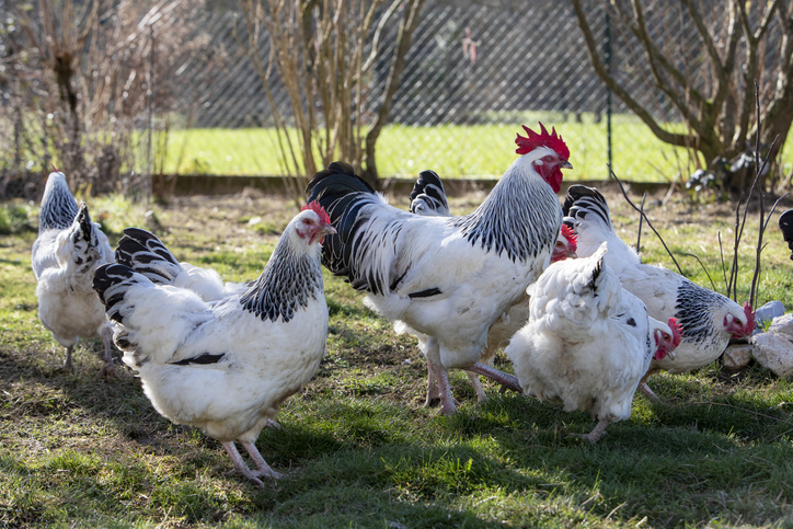 White Sussex Chicken