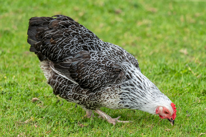 Black Sussex Chicken Black Sussex Chicken