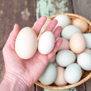 Speckled Sussex Chicken Eggs