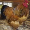 Buff Brahma Bantam (Male)