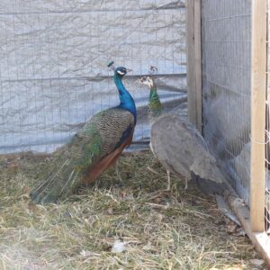 India Blue Peafowl Pair