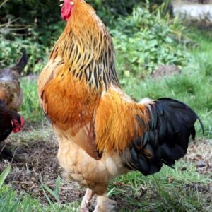 Buff Brahma Chicken (Male)