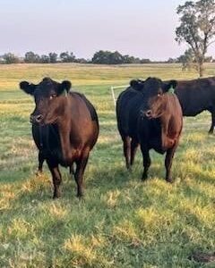 46 Angus Cows