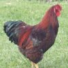 Black Laced Red Wyandotte Chicken