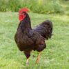 Rhode Island Red Chicken