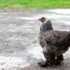 Dark Brahma Chicken (Female)