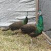 Spalding Peafowl Pair