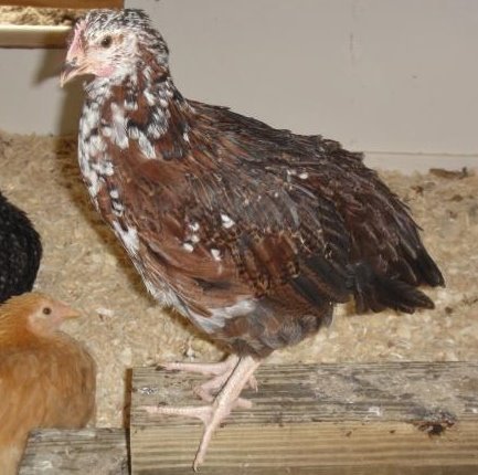 Speckled Sussex Chicks