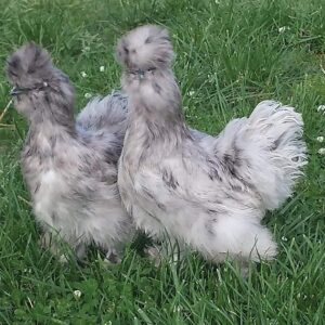 silkie chickens for sale