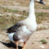 African Geese