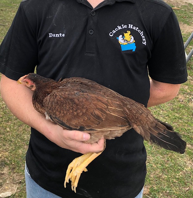 Aseel Hen For Sale Aseel Hen For Sale