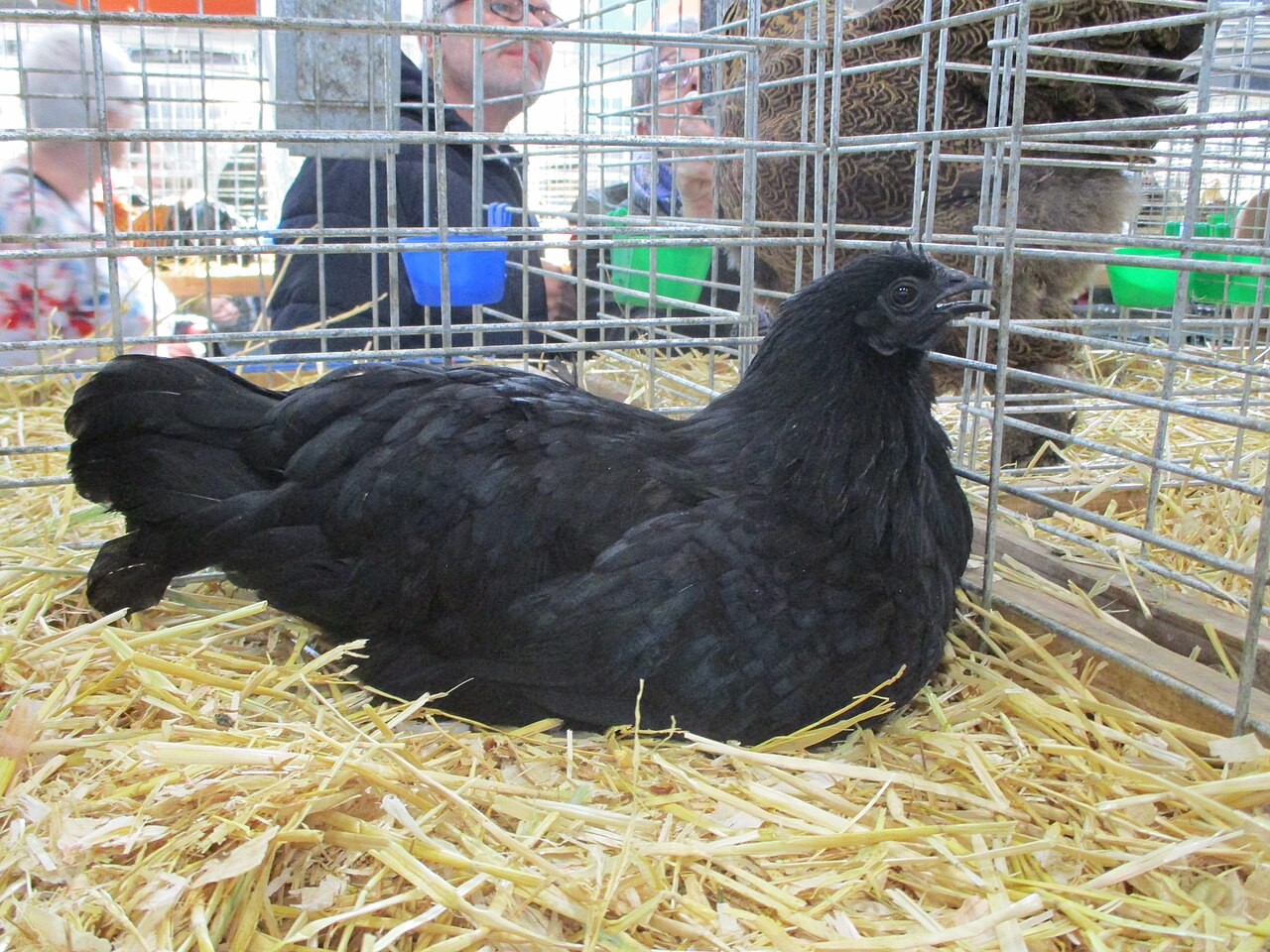 Ayam Cemani Hen Ayam Cemani Hen