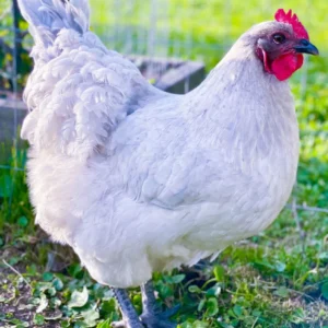 Lavender Orpington Hen