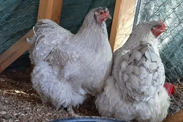 Lavender Chicken