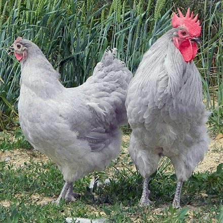 Lavender Orpington Chickens