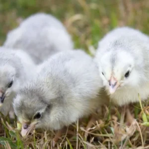 Lavender Orpingtons Chicks