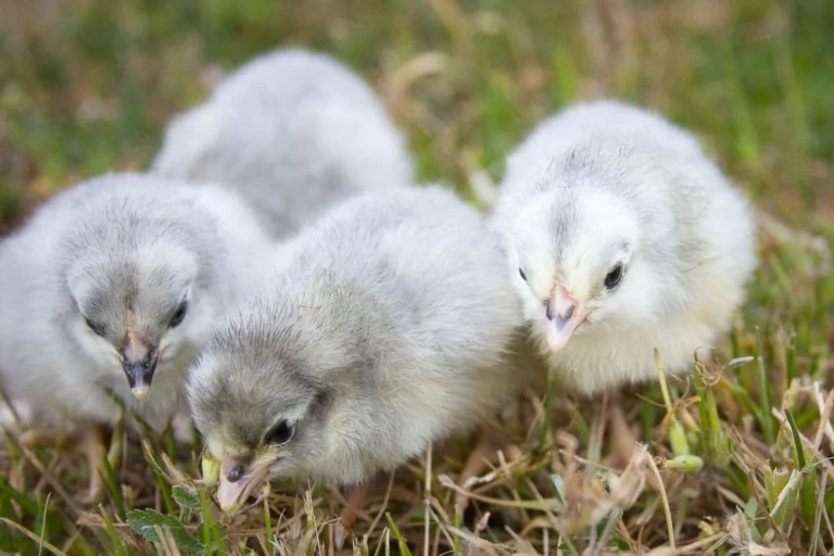 Lavender Orpingtons Chicks