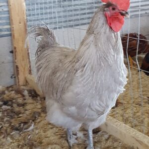 Lavendar Orpington Rooster