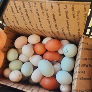 Lavender Orpington Eggs